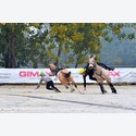 Ingrandisci - BAS1_347704