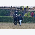 Ingrandisci - LEN_223827